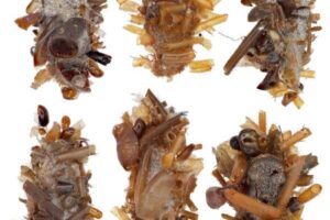 {"role":"assistant","content":"Amazing Bone Collector Caterpillars: The Surprising, Unique Survival Hack They Use","refusal":null,"annotations":[]}