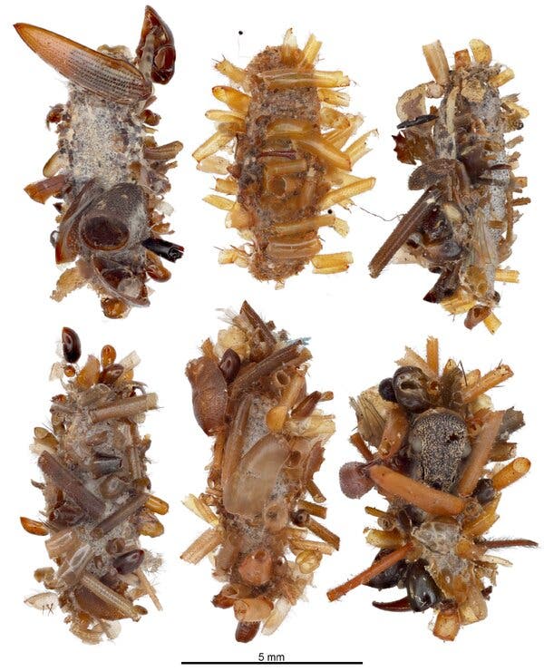 {"role":"assistant","content":"Amazing Bone Collector Caterpillars: The Surprising, Unique Survival Hack They Use","refusal":null,"annotations":[]}